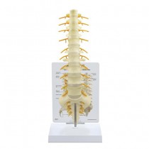 Spine Model - Sacrum T8
