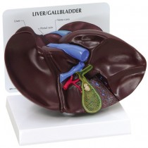 Liver/Gallbladder Model with gallstones