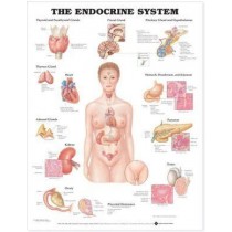 The Endocrine System Chart