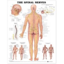 The Spinal Nerves Chart