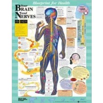 Blueprint for Health Your Brain and Nerves Chart