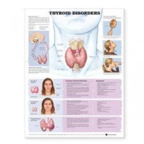 Thyroid Disorders Chart