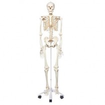 Human Skeleton Model - Stan - on pelvic mounted 5 foot roller stand