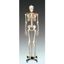 Budget Bucky Skeleton with Stand