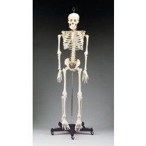 Budget Bart Four-Foot Skeleton