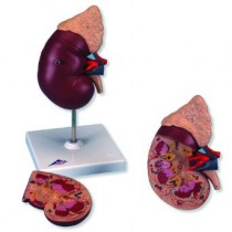 Kidney with Adrenal Gland, 2 part