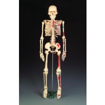Painted Mr. Thrifty Skeleton