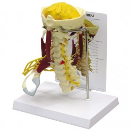 Cervical Model with Muscles and Nerves