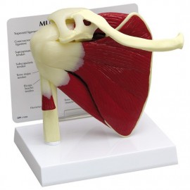 Shoulder Joint with Muscles Model