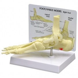 Foot And Ankle Model