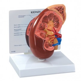 Basic Kidney Model
