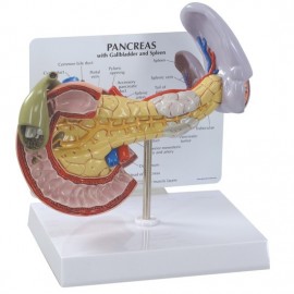 Pancreas, Spleen and Gallbladder Model