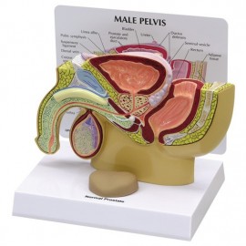 Male Pelvis Section Model