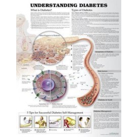 Understanding Diabetes Chart 3E