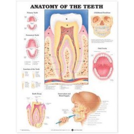 Anatomy of the Teeth Chart
