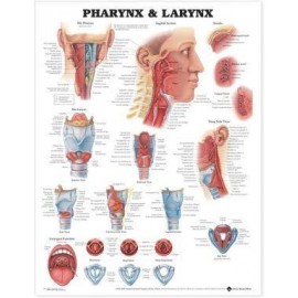 Pharynx & Larynx Chart