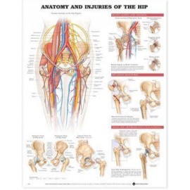 Anatomy and Injuries of the Hip Chart