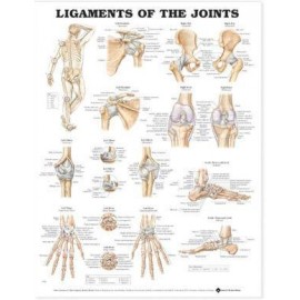 Ligaments of the Joints Chart