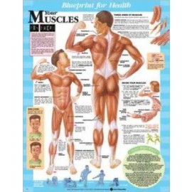 Blueprint for Health Your Muscles Chart Chart