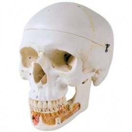 Classic Human Skull Model, with Opened Lower Jaw, 3 part