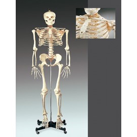 Numbered Budget Bucky Skeleton