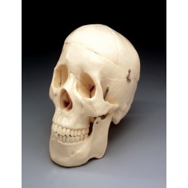 Budget Life-Size Skull