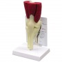 Knee Joint with Muscles Model