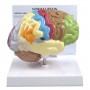 Half Brain Model - Sensory and Motor areas