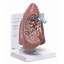 Right Lung Model