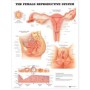 The Female Reproductive System Chart