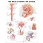 The Male Reproductive System Chart