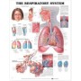 The Respiratory System Chart