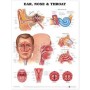 Ear, Nose and Throat Chart