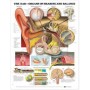 The Ear: Organs of Hearing and Balance Chart