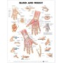 Hand and Wrist Chart