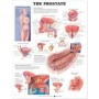 The Prostate Chart