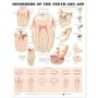 Disorders of the Teeth and Jaw Chart