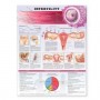 Infertility Chart 2E