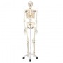 Human Skeleton Model - Stan - on pelvic mounted 5 foot roller stand